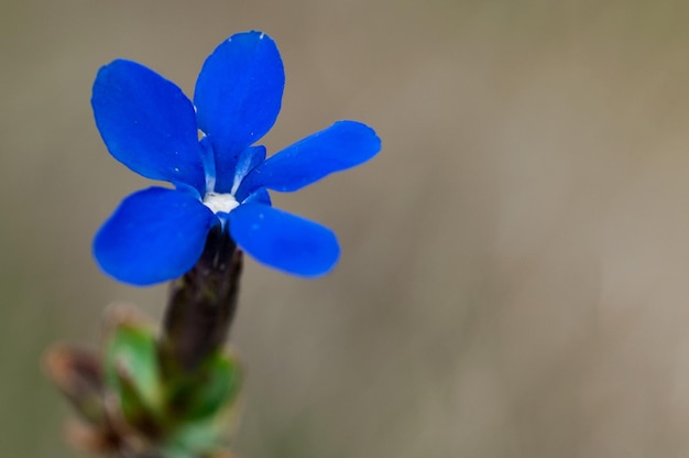 自然の花と野生の花-リンドウまたは春のリンドウ。