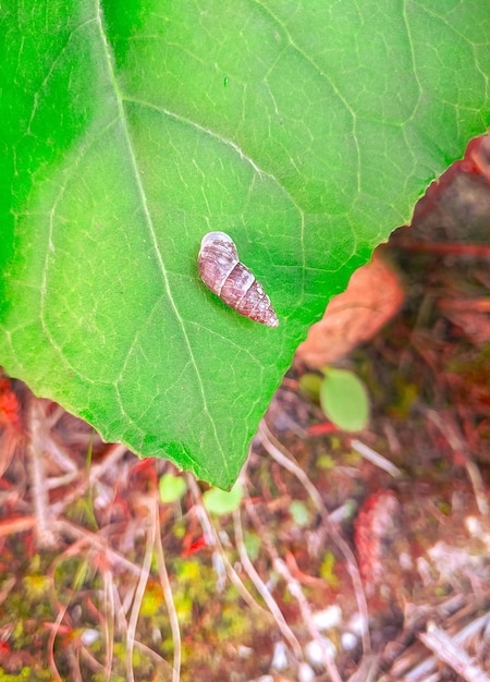 Natural Wildlife Wallpaper. Snail on a leaf. Save planet concept