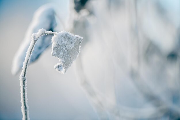 写真 自然な冬の背景 凍った枝と葉が 雪に覆われています