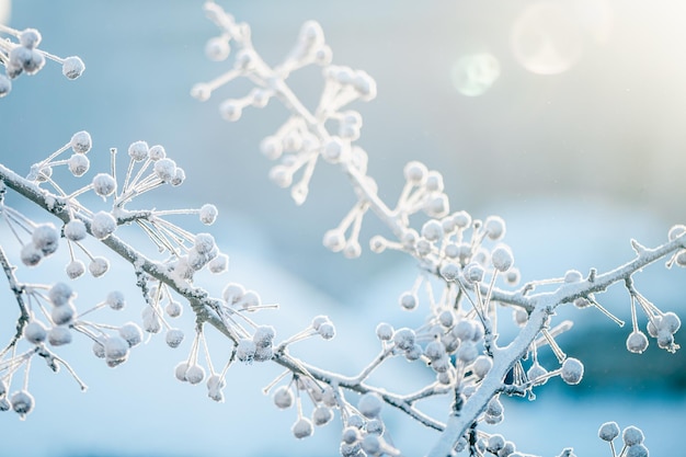 自然な冬の背景 凍った枝と葉が 雪に覆われています