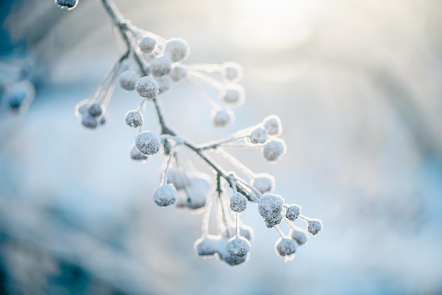 自然な冬の背景 凍った枝と葉が 雪に覆われています