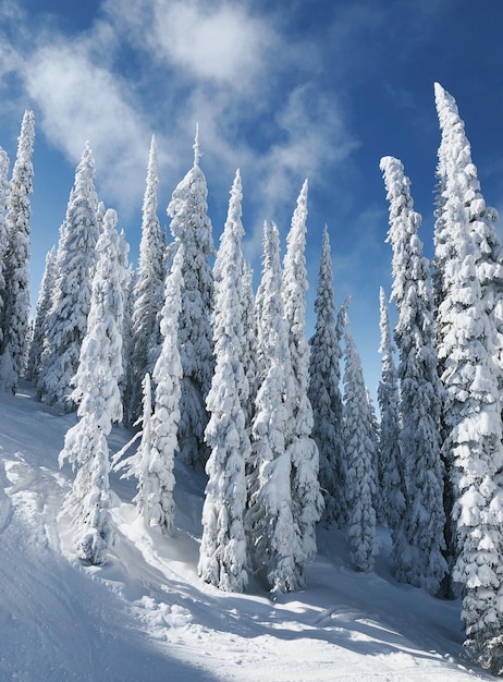 Зимняя естественная красота Красивый снег Природа Пейзаж Путешествие Приключение