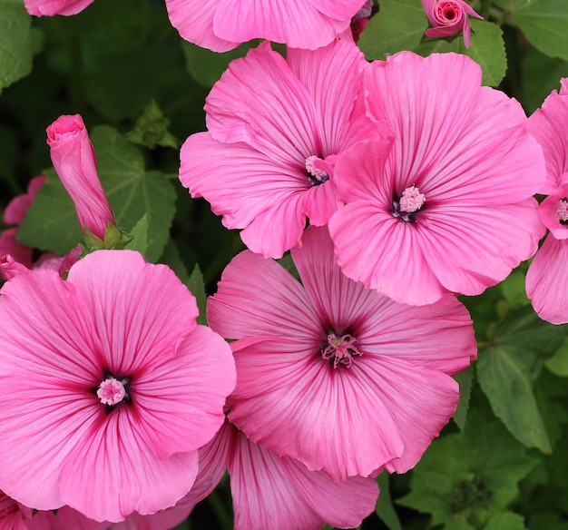 ピンクの花と葉を持つナチュラル