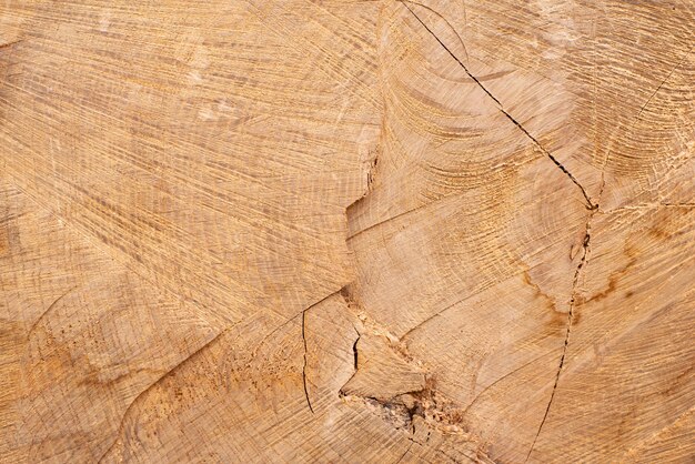 Natural wood background Cross section of log