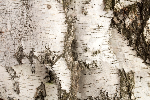 Foto fondo in legno naturale. corteccia di betulla bianca. avvicinamento.