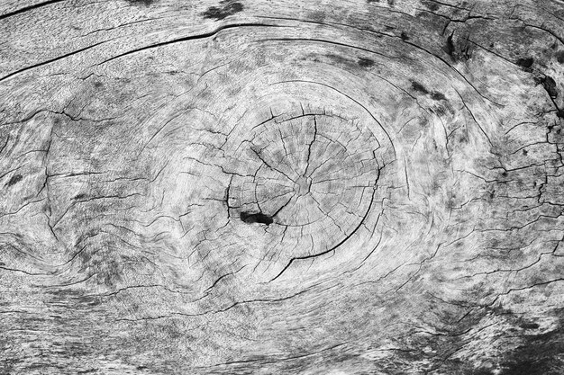 натуральная текстура дерева макро крупный план