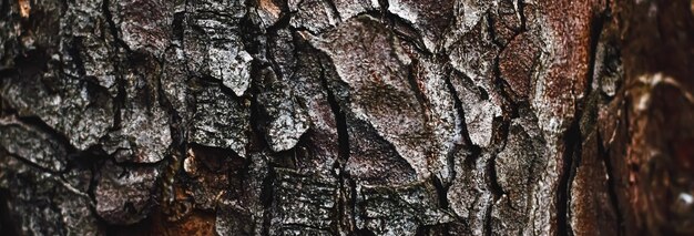 Natural wood tree texture as wooden background environment and nature closeup