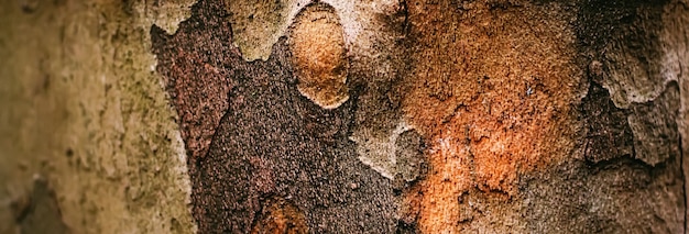 Struttura di legno naturale dell'albero come ambiente di fondo in legno e primo piano della natura