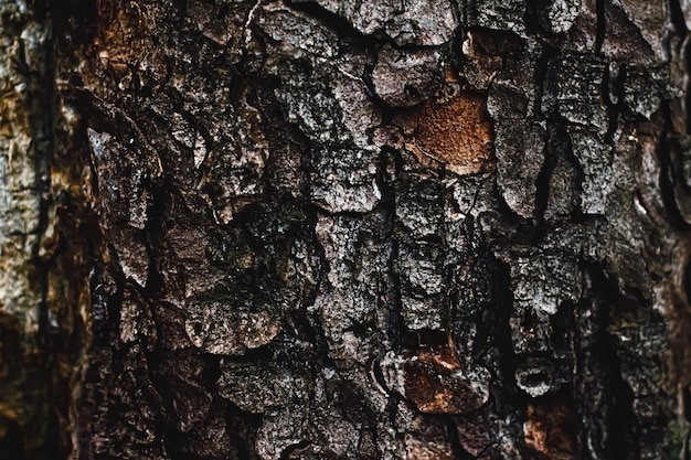 Natural wood tree texture as wooden background environment and nature closeup