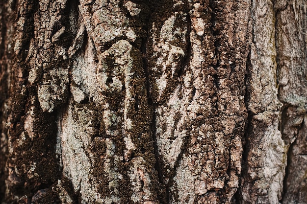 Primo piano della natura di struttura dell'albero di legno naturale