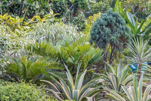 写真 さまざまな装飾植物や葉のある自然の庭の庭