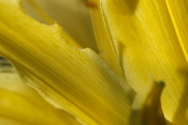 日光の下で黄色いユリの花びらの自然な黄色の背景テクスチャマクロ写真