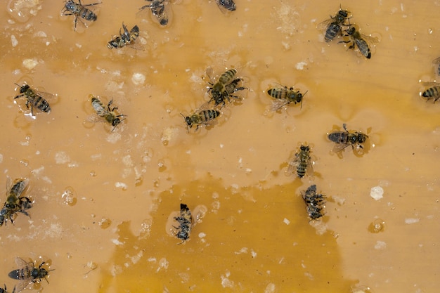 The natural yellow honey as sweet liquid food