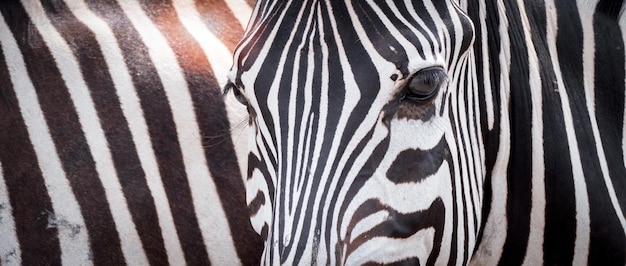 Natural zebra skin pattern for background