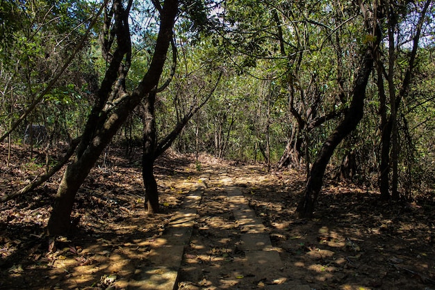 Photo naturaleza del bosque