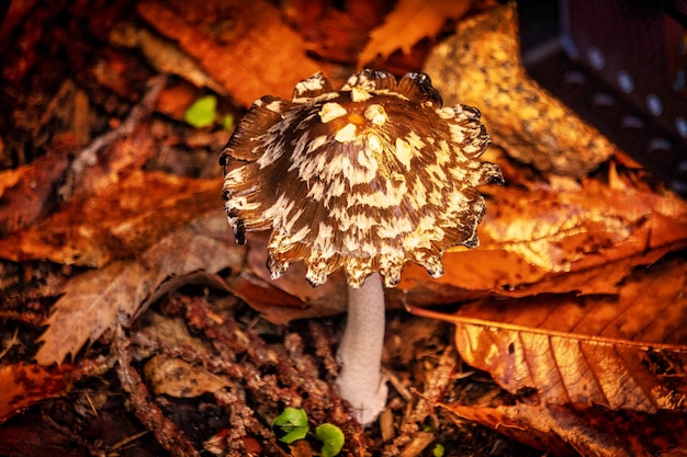 写真 ナチュラレザ サルバヘ