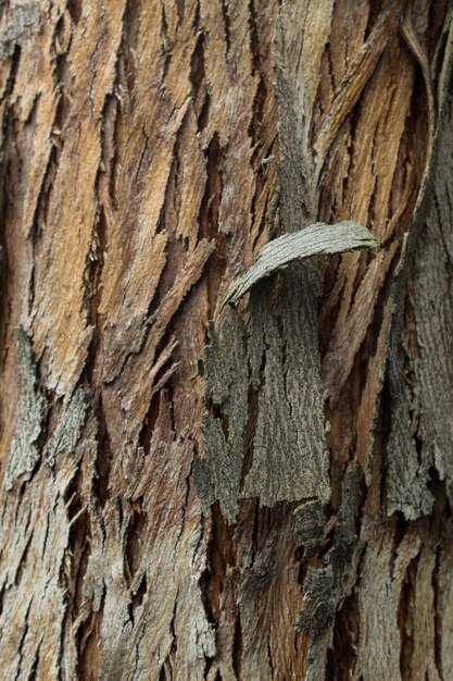 Naturaleza van het bos