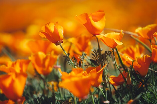 A naturalised crop of the vivid orange flowers the California poppy Eschscholzia californica flowering in the Antelope Valley California poppy reserve Papaveraceae