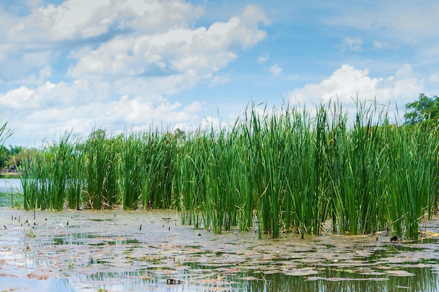 Piante naturali per la realizzazione di stuoie in campagna