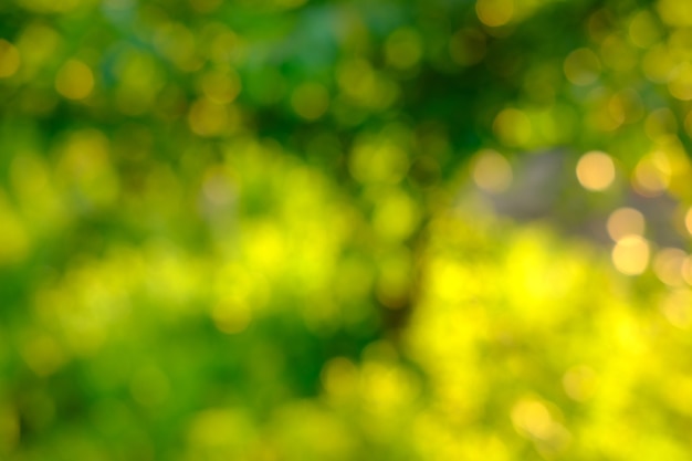 Nature abstract green and yellow gold bokeh blurred backgroundsunlight shining to the leaves under