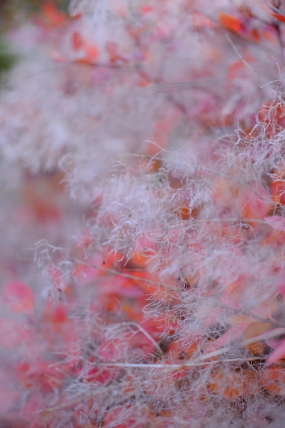 写真 自然抽象赤ボケぼやけた背景焦点ぼけ木の自然高品質の垂直写真