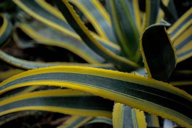 Nature abstraction from green and yellow striped agave leaves