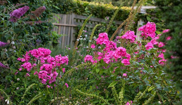 Nature in abundance A photo of the garden in summertime