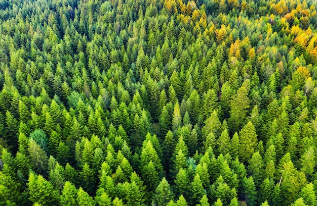 Nature Aerial view at summer forest Natural summer landscape from air Landscape from drone