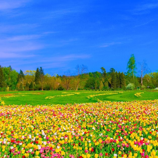 Foto natura estetica carta da parati campo di tulipani fioritura primavera estate fiori umore