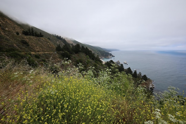 Nature along Big Sur coast California