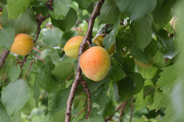 nature apricots on the tree yellow peach
