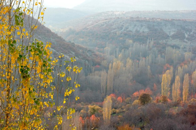 Nature in autumn Color transitions of leaves on the branches of trees