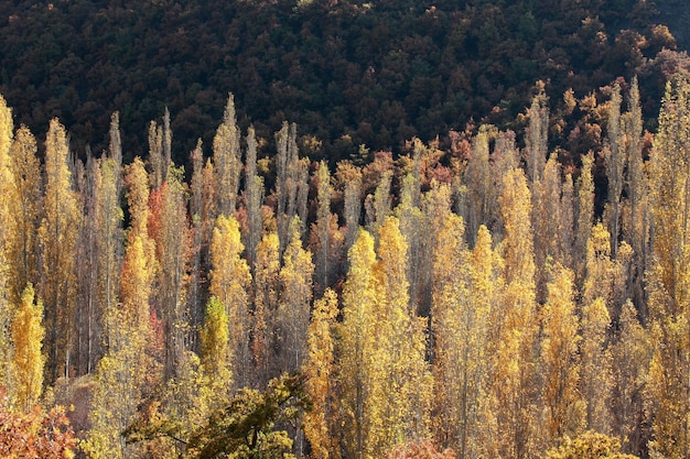 Nature in autumn Color transitions of leaves on the branches of trees