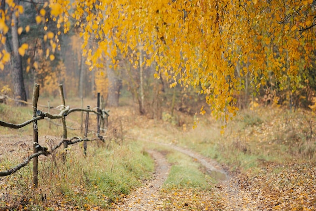 Nature in autumn gloomy day in the countryside Gorgeous birch branch near the ground road and wooden old style fence