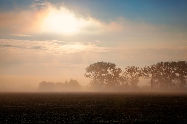 Nature in the autumn season on a foggy morning