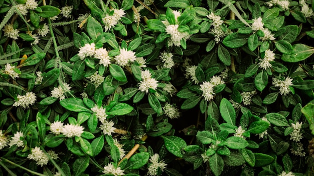 Nature background of beautiful plant with white flower