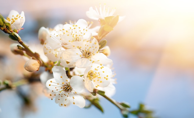 Nature background concept. White flowers on trees in the rays of sunlight