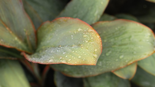 Nature background of Cordyline Fruticosa Leaf with Raindrop