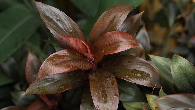 Природный фон Cordyline Fruticosa Leaf с дождевой каплей