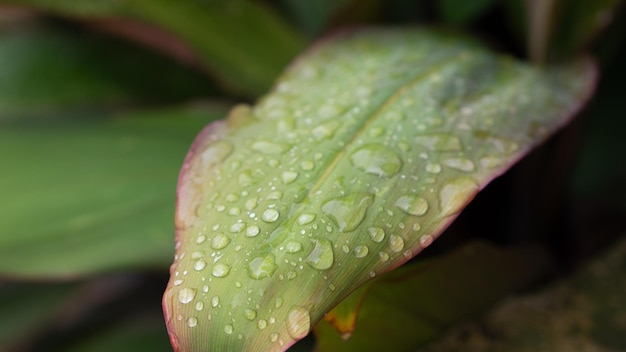 Nature background of Cordyline Fruticosa with raindrop HD