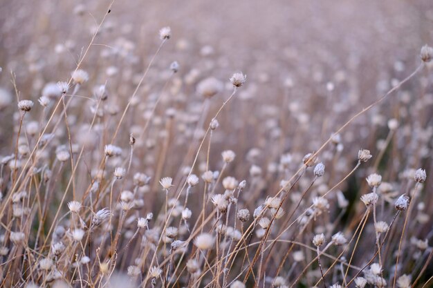 Sfondo natura fiori secchi in autunno in campo grigio pastello bianco e marrone colori di alta qualità