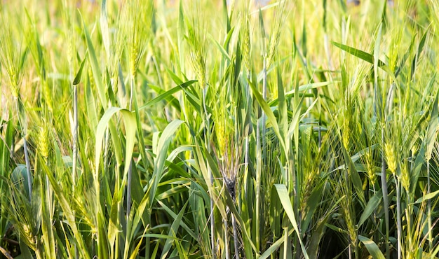 緑の麦畑の自然の背景