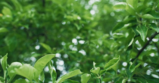 Природа фон зеленая листва пышные листья деревьев