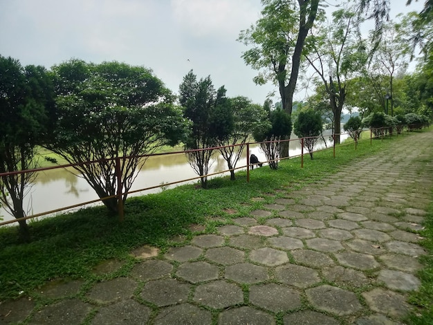 Nature background green image tree nature