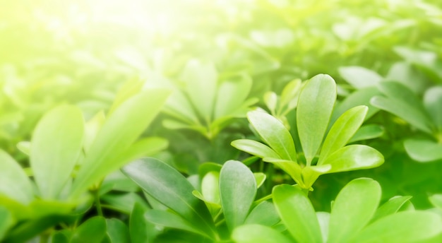 Nature background of green leaves wih sunlight in the garden