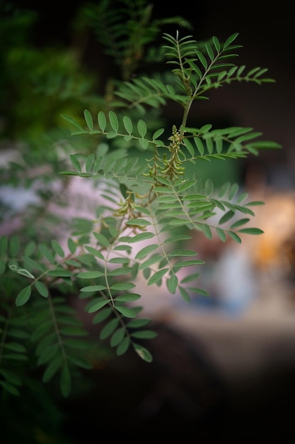 Nature Background Indigofera tree Indigo Karm in the garden