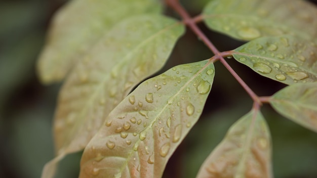 Nature Background Longan Leaves HD