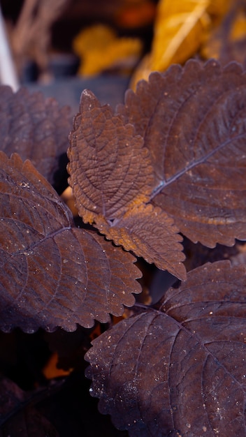 Nature Background Miana Red Leaves