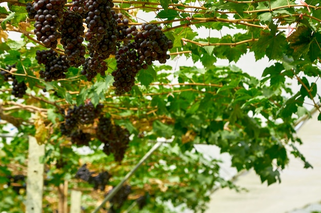 Природа фон Открытый виноградники на закате