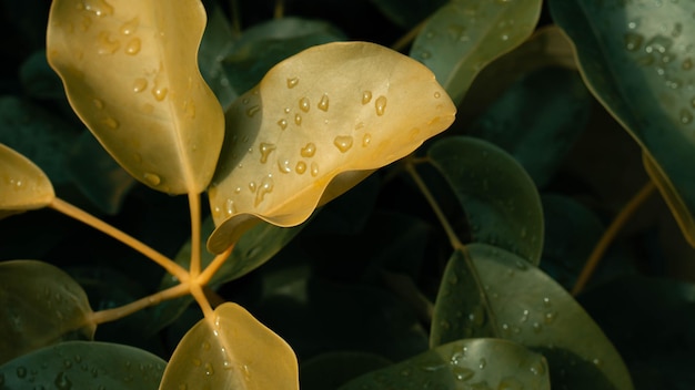 Nature Background Patmonobo Leaves with raindrop